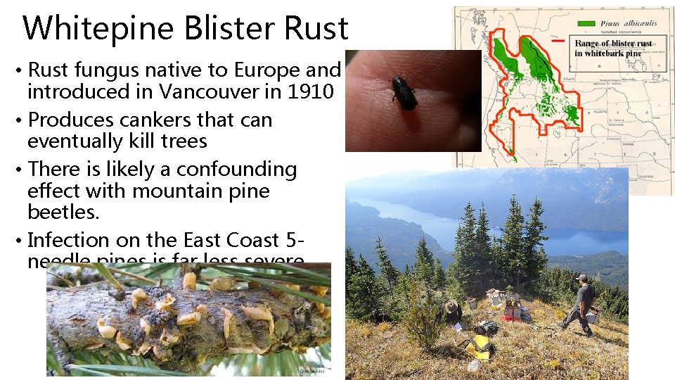 Whitepine Blister Rust • Rust fungus native to Europe and introduced in Vancouver in Whitepine Blister Rust • Rust fungus native to Europe and introduced in Vancouver in