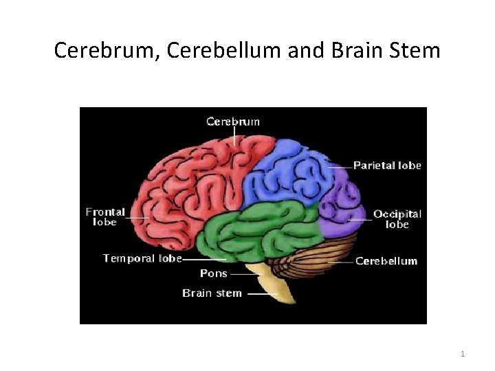 Cerebrum, Cerebellum and Brain Stem C 71. 0 C 71. 3 C 71. 1