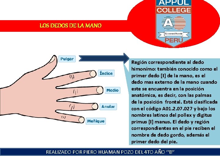 LOS DEDOS DE LA MANO Región correspondiente al dedo himonímo: también conocido como el