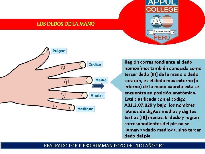 LOS DEDOS DE LA MANO Región correspondiente al dedo homonímo: también conocido como tercer