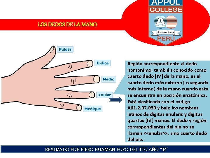 LOS DEDOS DE LA MANO Región correspondiente al dedo homonímo: también conocido como cuarto