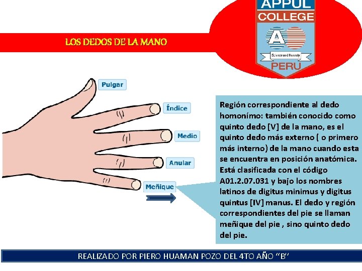 LOS DEDOS DE LA MANO Región correspondiente al dedo homonímo: también conocido como quinto