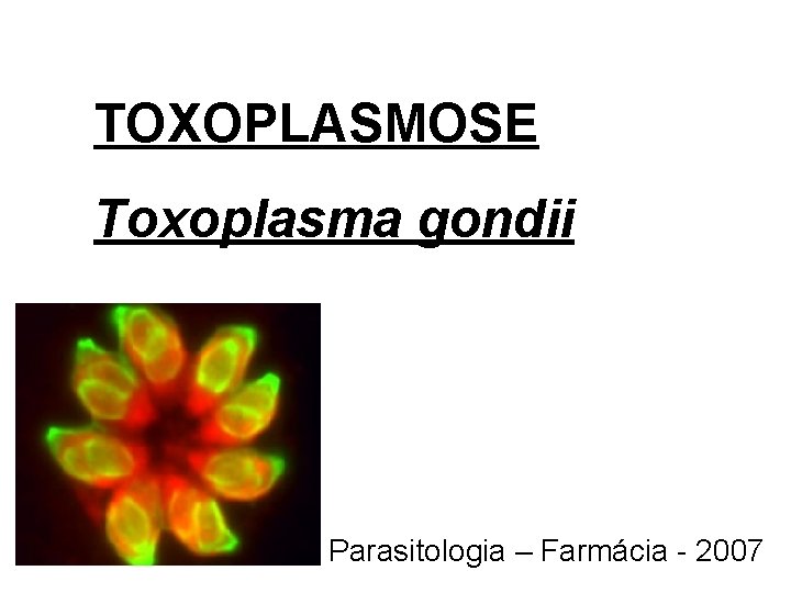 TOXOPLASMOSE Toxoplasma gondii Parasitologia – Farmácia - 2007 