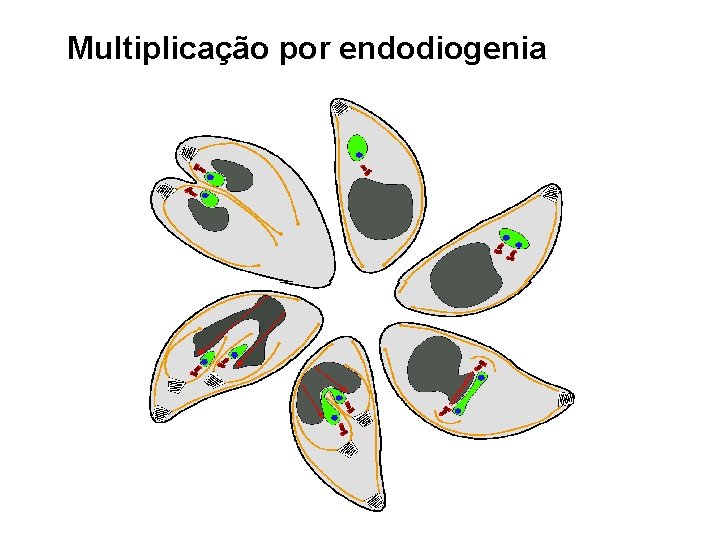 Multiplicação por endodiogenia 