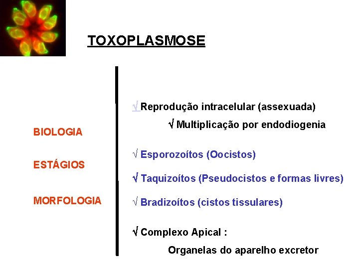 TOXOPLASMOSE Reprodução intracelular (assexuada) BIOLOGIA ESTÁGIOS Multiplicação por endodiogenia Ö Esporozoítos (Oocistos) Taquizoítos (Pseudocistos