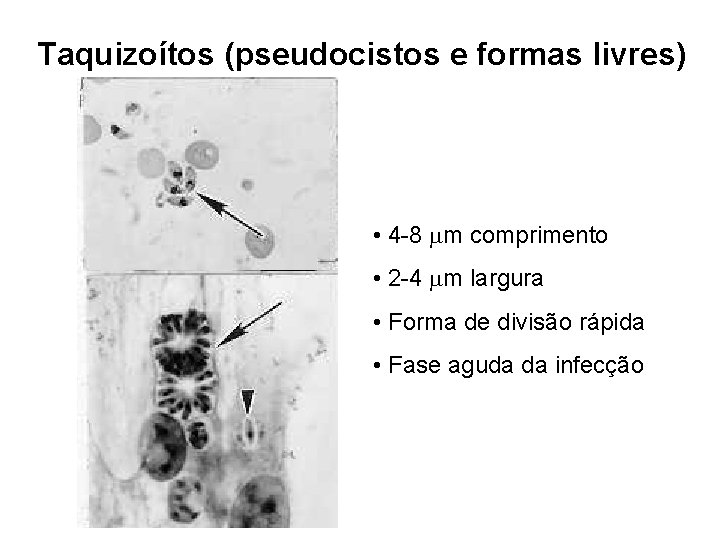 Taquizoítos (pseudocistos e formas livres) • 4 -8 m comprimento • 2 -4 m