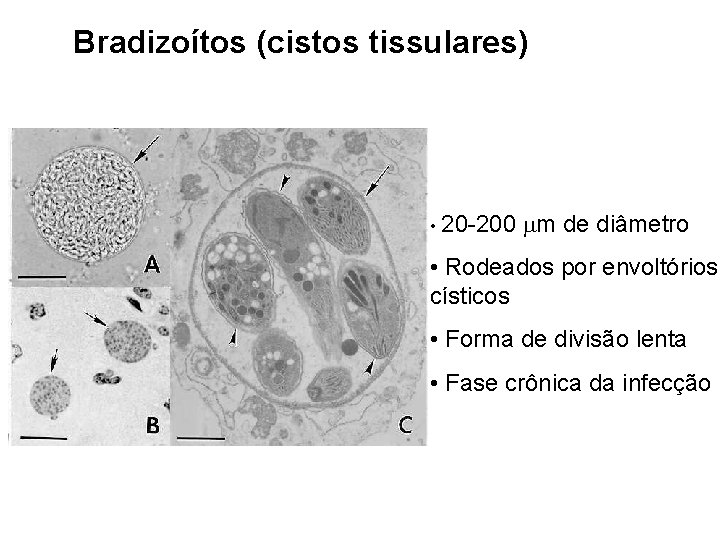 Bradizoítos (cistos tissulares) • 20 -200 m de diâmetro • Rodeados por envoltórios císticos