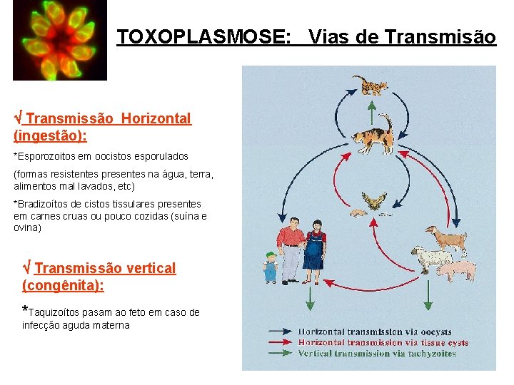 TOXOPLASMOSE: Vias de Transmisão Transmissão Horizontal (ingestão): *Esporozoitos em oocistos esporulados (formas resistentes presentes