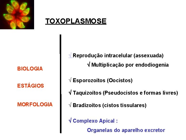 TOXOPLASMOSE Reprodução intracelular (assexuada) BIOLOGIA ESTÁGIOS Multiplicação por endodiogenia Ö Esporozoítos (Oocistos) Taquizoítos (Pseudocistos