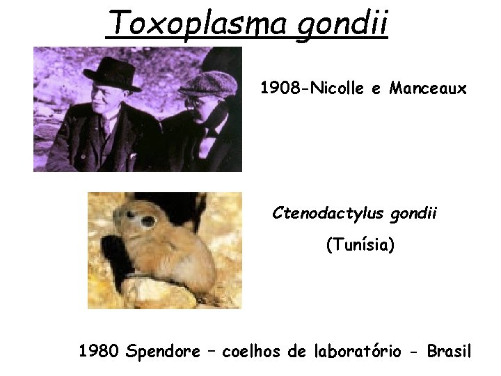 Toxoplasma gondii 1908 -Nicolle e Manceaux Ctenodactylus gondii (Tunísia) 1980 Spendore – coelhos de