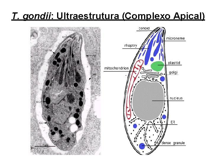 T. gondii: Ultraestrutura (Complexo Apical) 
