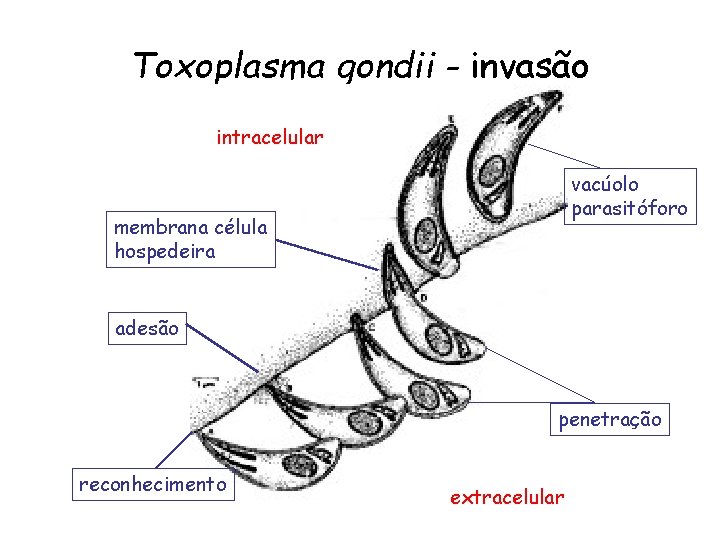 Toxoplasma gondii - invasão intracelular vacúolo parasitóforo membrana célula hospedeira adesão penetração reconhecimento extracelular