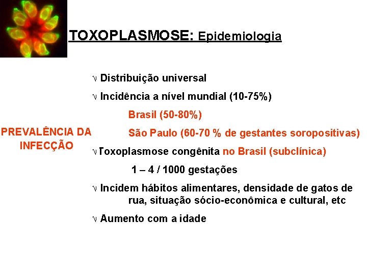 TOXOPLASMOSE: Epidemiologia Ö Distribuição universal Ö Incidência a nível mundial (10 -75%) Brasil (50