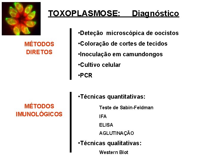 TOXOPLASMOSE: Diagnóstico • Deteção microscópica de oocistos MÉTODOS DIRETOS • Coloração de cortes de