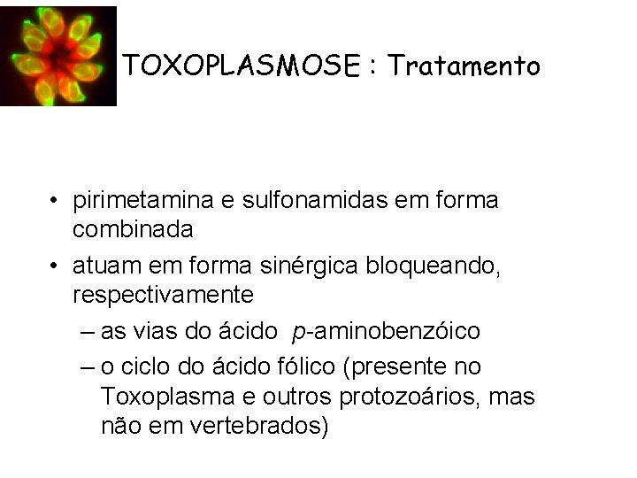 TOXOPLASMOSE : Tratamento • pirimetamina e sulfonamidas em forma combinada • atuam em forma