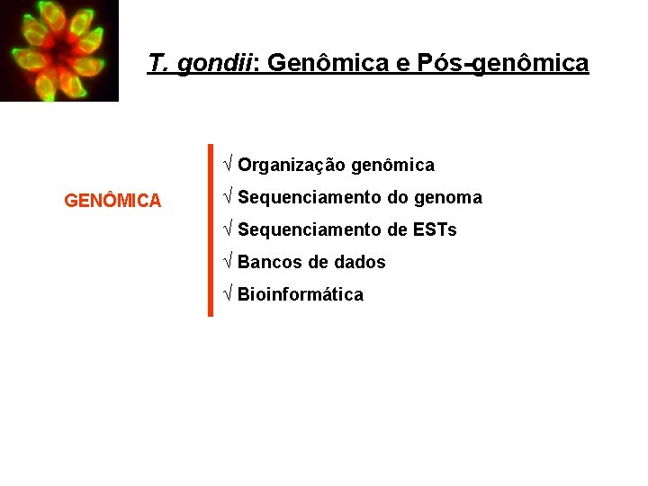 T. gondii: Genômica e Pós-genômica Ö Organização genômica GENÔMICA Ö Sequenciamento do genoma Ö