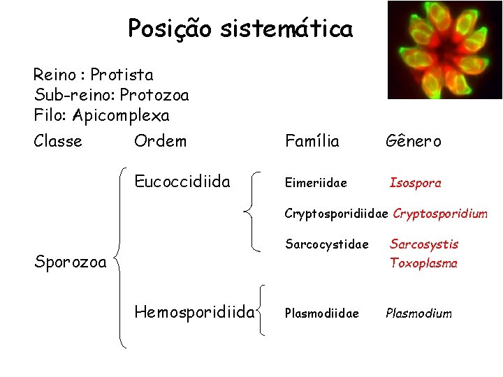 Posição sistemática Reino : Protista Sub-reino: Protozoa Filo: Apicomplexa Classe Ordem Família Gênero Eucoccidiida