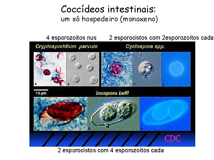 Coccídeos intestinais: um só hospedeiro (monoxeno) 4 esporozoítos nus 2 esporocistos com 2 esporozoítos