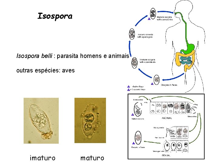 Isospora belli : parasita homens e animais outras espécies: aves imaturo 