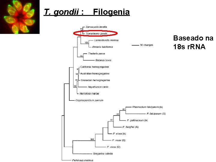 T. gondii : Filogenia Baseado na 18 s r. RNA 