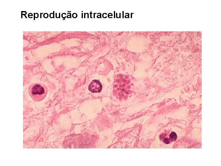 Reprodução intracelular 