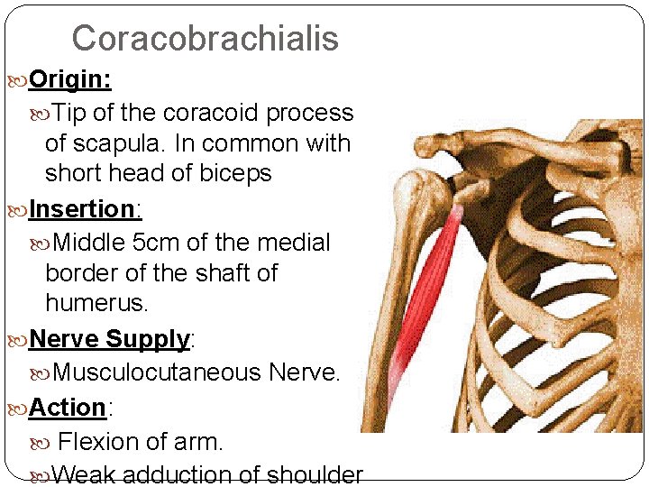 Coracobrachialis Origin: Tip of the coracoid process of scapula. In common with short head