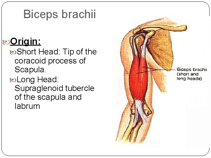 Biceps brachii Origin: Short Head: Tip of the coracoid process of Scapula. Long Head:
