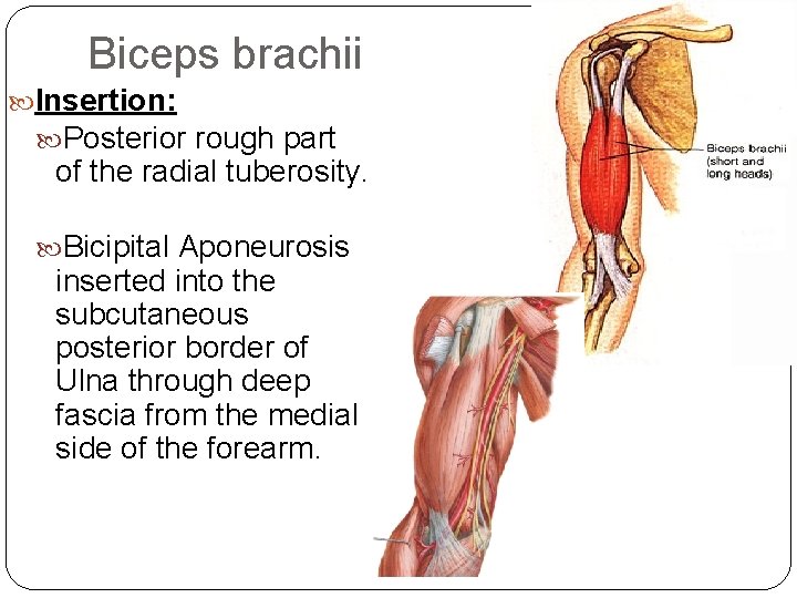 Biceps brachii Insertion: Posterior rough part of the radial tuberosity. Bicipital Aponeurosis inserted into