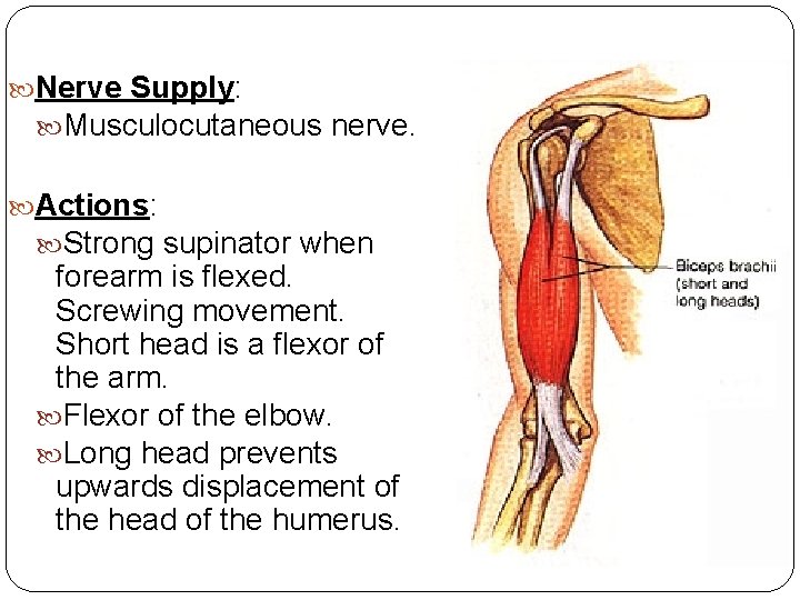  Nerve Supply: Musculocutaneous nerve. Actions: Strong supinator when forearm is flexed. Screwing movement.