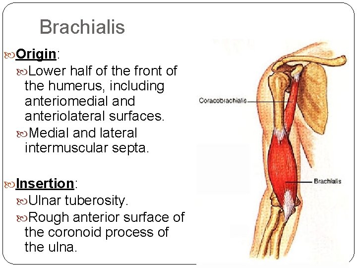 Brachialis Origin: Lower half of the front of the humerus, including anteriomedial and anteriolateral