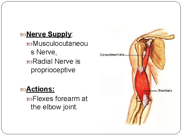  Nerve Supply: Musculocutaneou s Nerve, Radial Nerve is proprioceptive Actions: Flexes forearm at