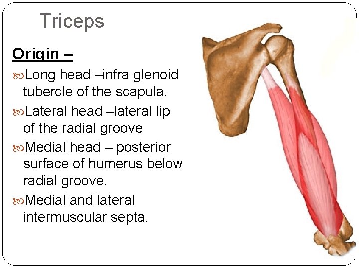 Triceps Origin – Long head –infra glenoid tubercle of the scapula. Lateral head –lateral