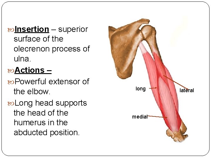  Insertion – superior surface of the olecrenon process of ulna. Actions – Powerful