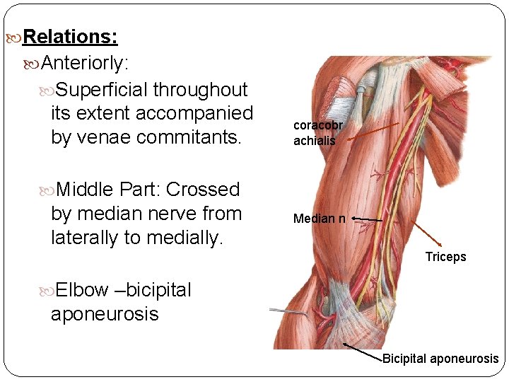  Relations: Anteriorly: Superficial throughout its extent accompanied by venae commitants. coracobr achialis Middle