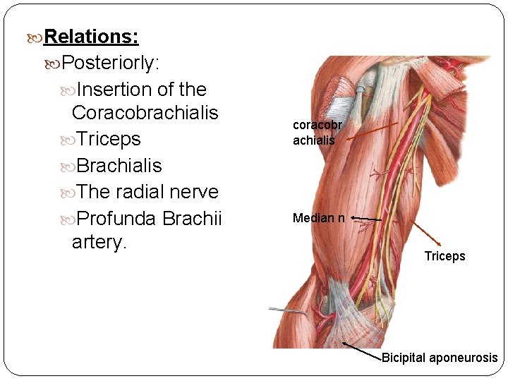  Relations: Posteriorly: Insertion of the Coracobrachialis Triceps Brachialis The radial nerve Profunda Brachii