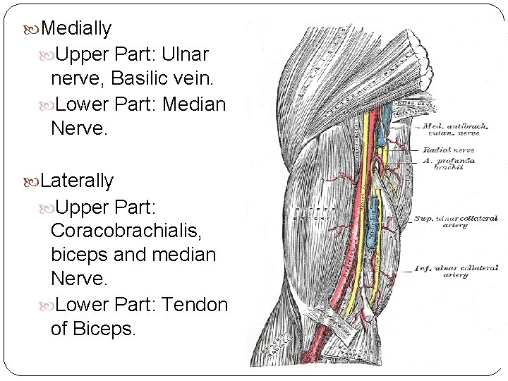  Medially Upper Part: Ulnar nerve, Basilic vein. Lower Part: Median Nerve. Laterally Upper