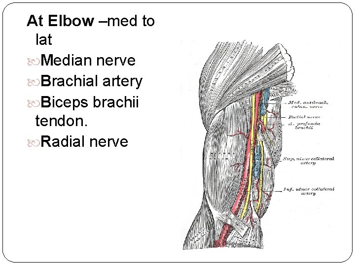 At Elbow –med to lat Median nerve Brachial artery Biceps brachii tendon. Radial nerve