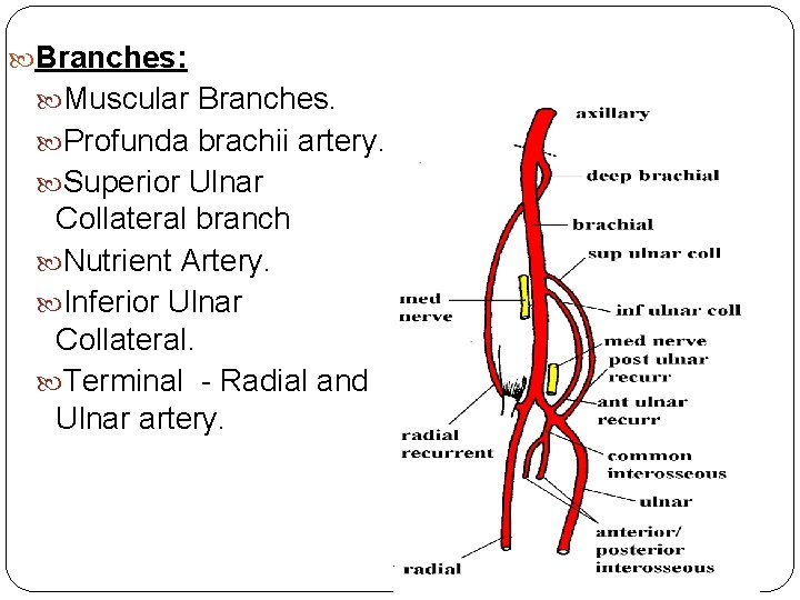  Branches: Muscular Branches. Profunda brachii artery. Superior Ulnar Collateral branch Nutrient Artery. Inferior