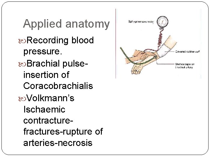 Applied anatomy Recording blood pressure. Brachial pulseinsertion of Coracobrachialis Volkmann’s Ischaemic contracturefractures-rupture of arteries-necrosis