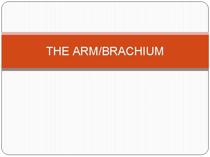 THE ARM/BRACHIUM 