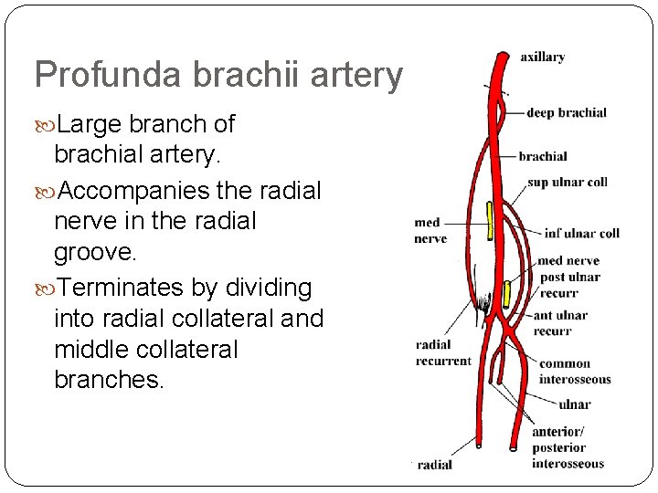 Profunda brachii artery Large branch of brachial artery. Accompanies the radial nerve in the