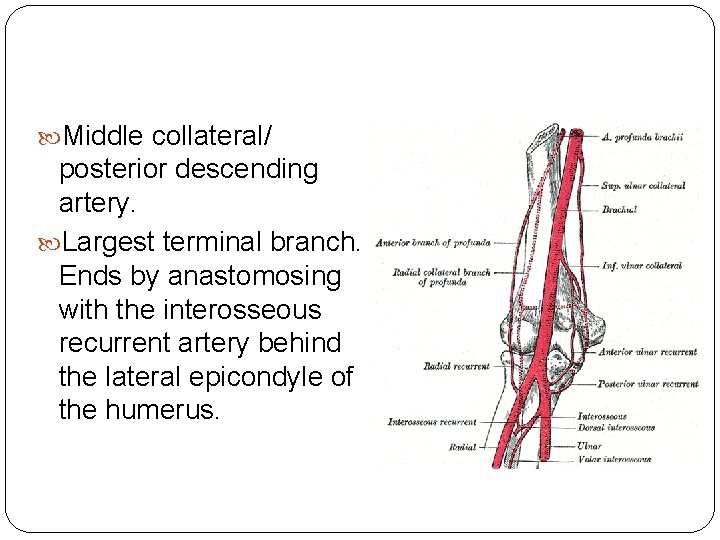  Middle collateral/ posterior descending artery. Largest terminal branch. Ends by anastomosing with the