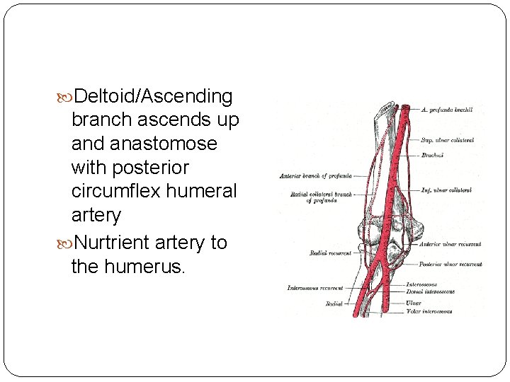  Deltoid/Ascending branch ascends up and anastomose with posterior circumflex humeral artery Nurtrient artery