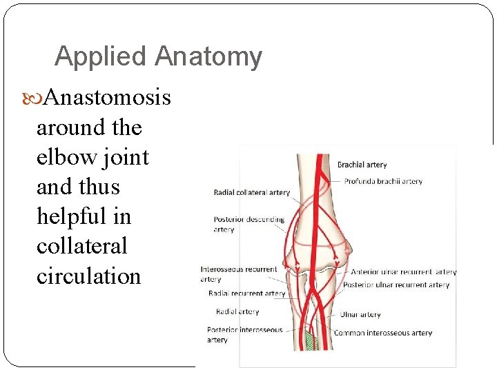 Applied Anatomy Anastomosis around the elbow joint and thus helpful in collateral circulation 