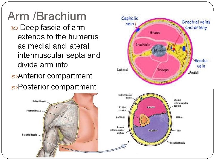 Arm /Brachium Deep fascia of arm extends to the humerus as medial and lateral