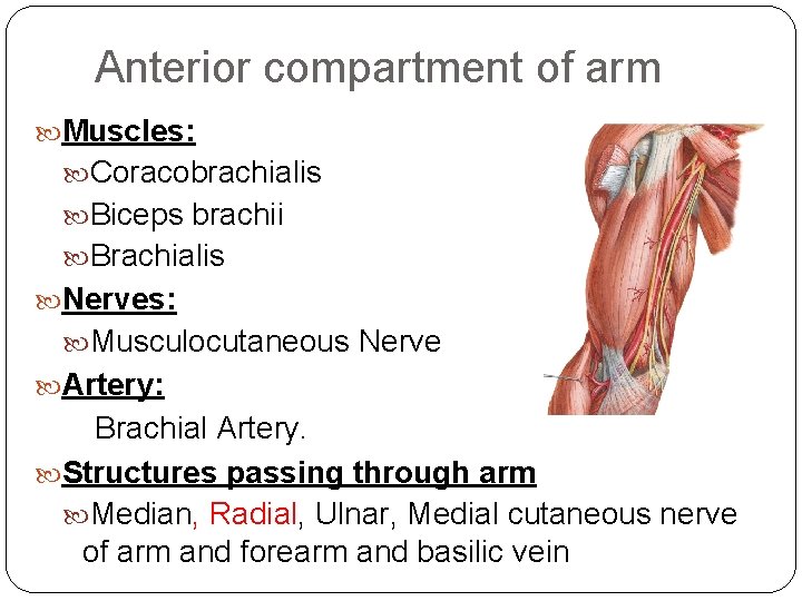 Anterior compartment of arm Muscles: Coracobrachialis Biceps brachii Brachialis Nerves: Musculocutaneous Nerve Artery: Brachial