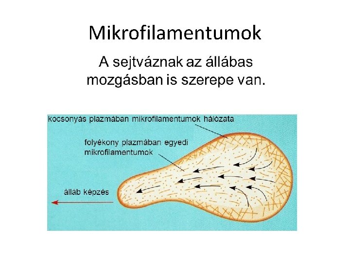 Mikrofilamentumok 