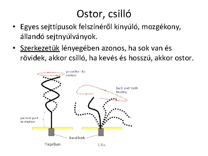 Ostor, csilló • Egyes sejttípusok felszínéről kinyúló, mozgékony, állandó sejtnyúlványok. • Szerkezetük lényegében azonos,