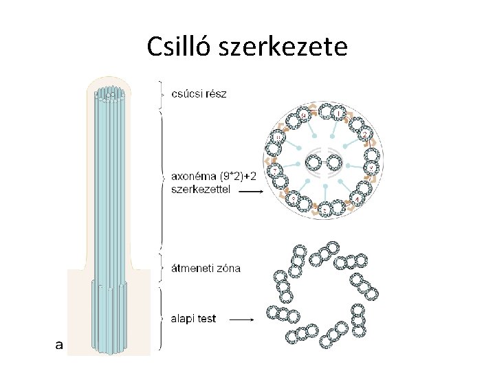 Csilló szerkezete 