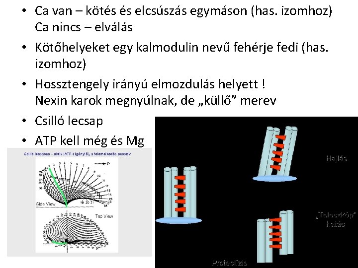  • Ca van – kötés és elcsúszás egymáson (has. izomhoz) Ca nincs –